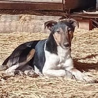 Marci hat leider sein Herrchen verloren, Hund zur Adoption