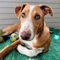 LEO-BEREIT DEIN BESTER FREUND ZU WERDEN, Hund zur Adoption