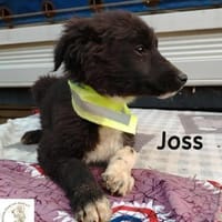 Joss  zu jung für perfekt, aber ..., Hund zur Adoption