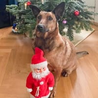 Süße Tiffi sucht ihre Menschen, Hündin zur Adoption