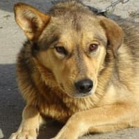 FIDO traeumt vom eigenen Zuhause, Hund zur Adoption