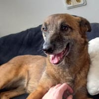 Sportliche NISHA sucht aktive Familie, Hündin zur Adoption