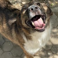 FERICITA heißt Freude, Hündin zur Adoption