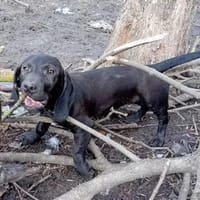 Zalan wurde einfach ausgesetzt, Hund zur Adoption