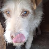 ODIN sucht seine Menschen, Hund zur Adoption