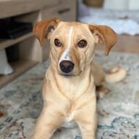 Hündin, Kiani, mittelgr. 14kg sucht Heim, Hündin zur Adoption