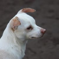 Lino, zauberhafter Charmeur, Hund zur Adoption