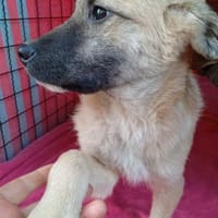 Zlatko  wo aus einem Welpen ..., Hund zur Adoption