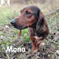 Mama Mona  sucht nicht irgendwen, ..., Hündin zur Adoption