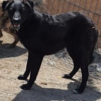 Gorbi  54 cm (Pflegestelle), Hund zur Adoption