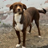 Ciocolata, Hündin zur Adoption