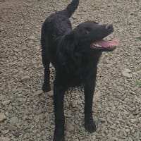 SAMMY - black is  beautyful, Hund zur Adoption
