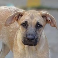 BEA hat einen Wunsch, Hündin zur Adoption