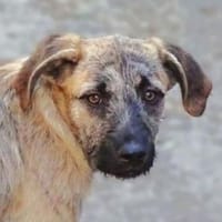 BETTY möchte kuscheln, Hündin zur Adoption