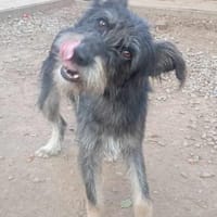 BAIAT - möchte endlich eine Familie, Hund zur Adoption