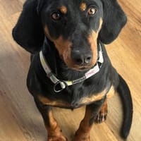 ZARA - wann darf sie ankommen?, Hündin zur Adoption