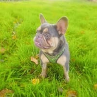 Fleur eine Liebe französische Bulldogge, Hündin zur Adoption