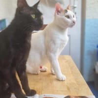 Elba & Ferrara Freundinnen suchen 🏠, Katze zur Adoption