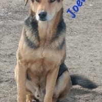 JOEL, Hund zur Adoption