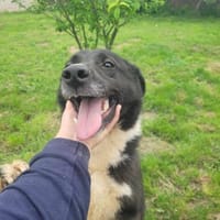 Fidelio - sucht seine( n) Menschen, Hund zur Adoption