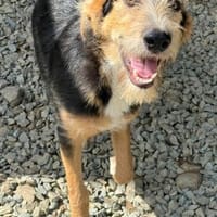 MINNIE - Lebensfreude auf Pfoten, Hündin zur Adoption