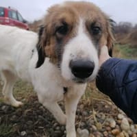 NICA - ganz viel Hund zum lieb haben, Hündin zur Adoption