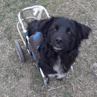 AUREL FLAICU - träumt von einem Zuhause, Hund zur Adoption