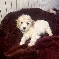 Daysi ein sehr liebes Mädchen, Hündin zur Adoption