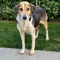 NOELLE, Hündin zur Adoption