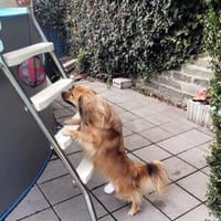 ROBY - Fürsorge und Zuneigung erleben, Hund zur Adoption