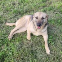 MIRARE - ein Wunder sucht ein Zuhause, Hündin zur Adoption