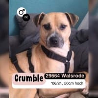 CRUMBLE - sanft und mutig, Hund zur Adoption