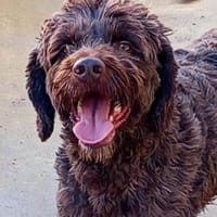 Lucas sucht sein Zuhause für Immer, Hund zur Adoption