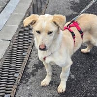 Kleiner Maxi sucht sein großes Glück, Hund zur Adoption