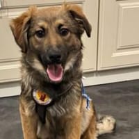 Barish - süßer Hundebub, Hund zur Adoption