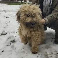 Winnie 44 cm (Pflegestelle), Hündin zur Adoption