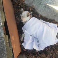 Nanuk lag schwer verletzt am Straßenrand, Hund zur Adoption