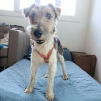 Basti  sucht ein schönes Zuhause, Hund zur Adoption