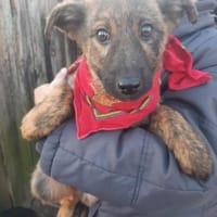 Mila wartet auf ihre Familie, Hündin zur Adoption