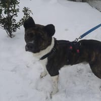 Árész - sensibler Bär, Hund zur Adoption