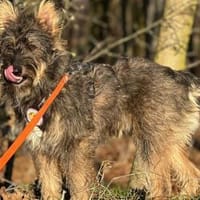 Happy End für Struppi gesucht, Hund zur Adoption