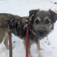 Zarte Hundeseele Kobe sucht Sicherheit, Hund zur Adoption
