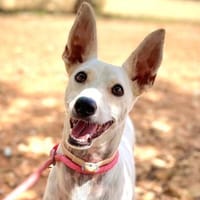 Boss - Energiebündel sucht Zuhause, Hund zur Adoption