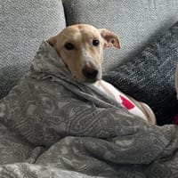 Nune, Hündin zur Adoption