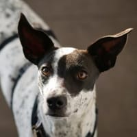 June, verspielt, aktiv, freundlich, Hündin zur Adoption