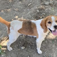 LOLITA, chienne à adopter
