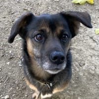 LOUPI, chien à adopter