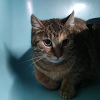 DINA, chatte à adopter