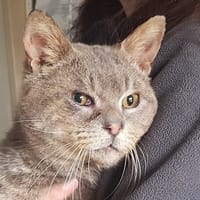 CAPITAIN CROCH', chat à adopter