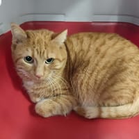 RABBI QCT, chat à adopter